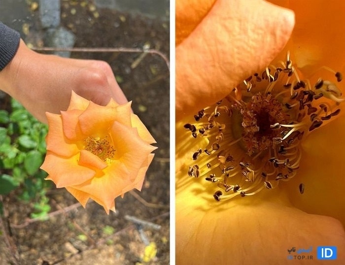 عکاسی ماکرو ایفون 13 پرومکس