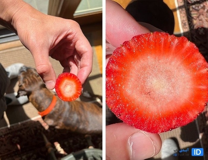 عکاسی ماکرو ایفون 13 پرو