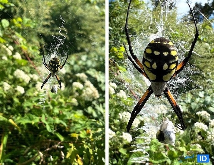 عکس ماکرو در آیفون 13 پرو